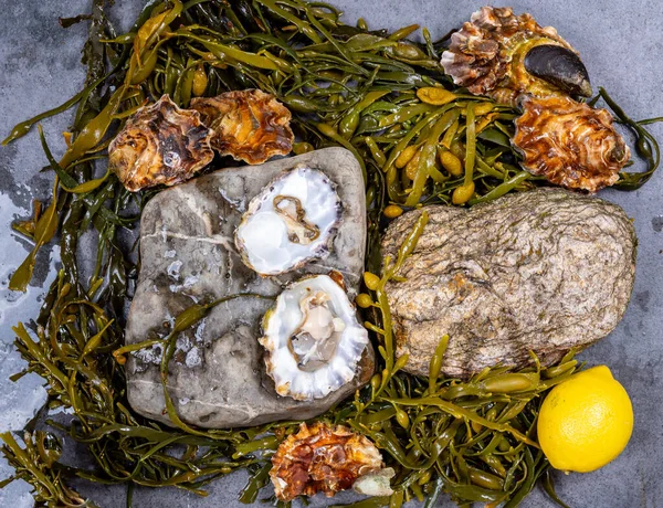 Fresh Open Zeeuwse Creuse Pacific Japanese Oysters Molluscs Fish Market — Stock Photo, Image