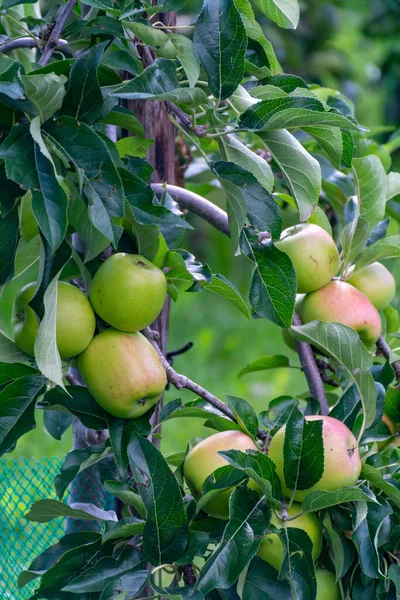 Groene Biologische Boomgaarden Met Rijpe Appelbomen Betuwe Gelderland Nederland — Stockfoto