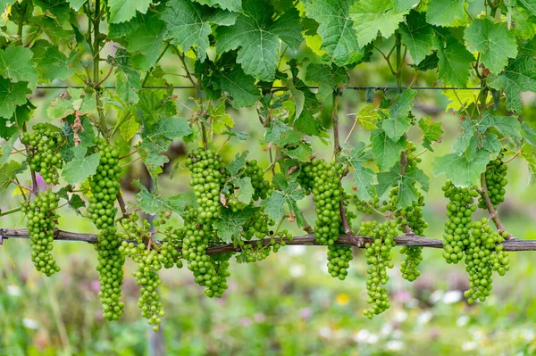 Zomer Nederlandse Wijngaard Jonge Groene Wijndruiven Opknoping Rijping Druivenplanten — Stockfoto