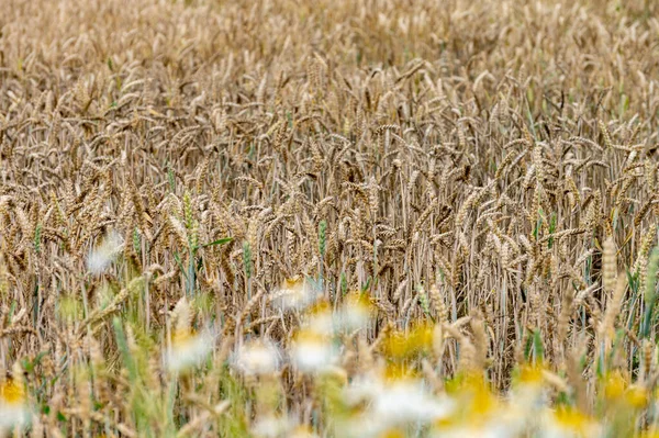 Nizozemská Krajina Létě Žlutým Zralým Pšeničným Polem Betuwe Gelderland — Stock fotografie