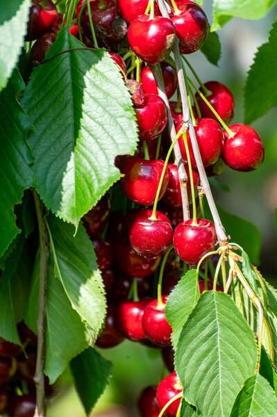 New harvest of big dark ripe sweet cherries on cherry trees plantation in Netherland