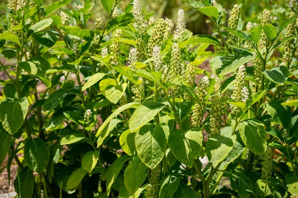 Botanical Collection Poisonious Plants Herbs Phytolacca Americana American Pokeweed Poke — Stock Photo, Image