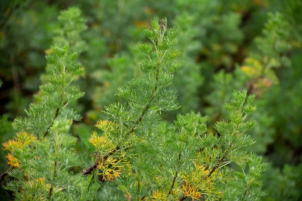 Colección Botánica Plantas Hierbas Medicinales Cosméticas Artemisia Abrotanum Southernwood Planta — Foto de Stock
