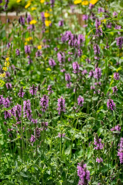 薬用植物やハーブの植物コレクション ベトニカまたはStachys Officinalis Hedgenettle ベティ ビショパヨモギの夏の植物 — ストック写真