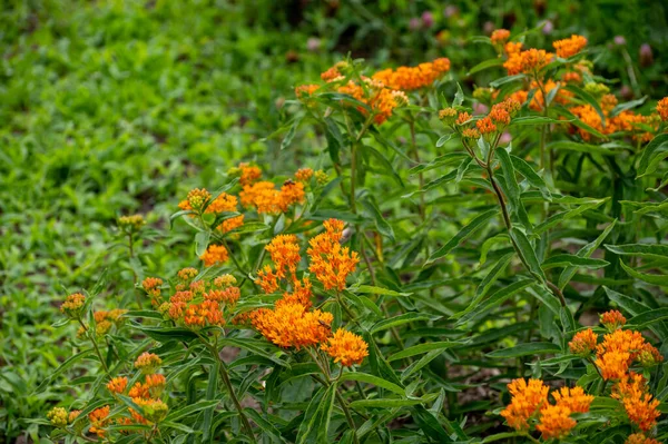 虫に優しいまたは装飾的な植物や花の植物コレクション アスクレピアス塊茎またはミルクウィード 蝶の花 カイコ 絹のようなツバメ ヨモギ バージニア州のカイコの植物 — ストック写真