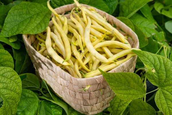 New Harvest Organic Yellow Long Wax Beans Close — Stock Photo, Image