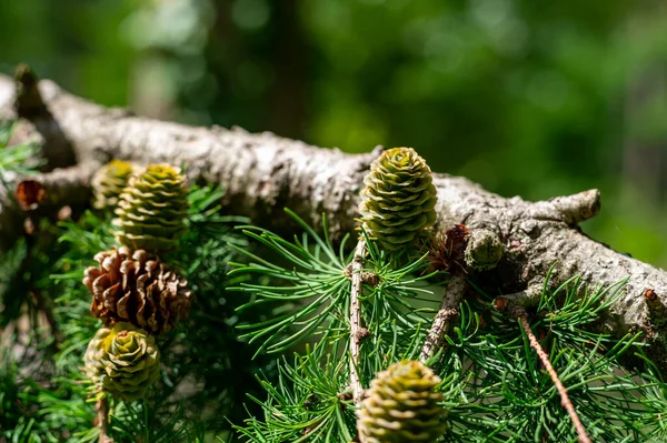 Cones Verdes Larício Árvore Perto — Fotografia de Stock