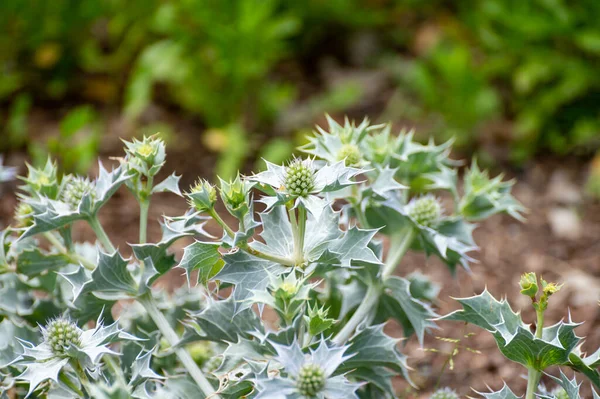 Botaniczny Zbiór Roślin Ziół Leczniczych Eryngium Maritimum Lub Morskich Ostrokrzewów — Zdjęcie stockowe