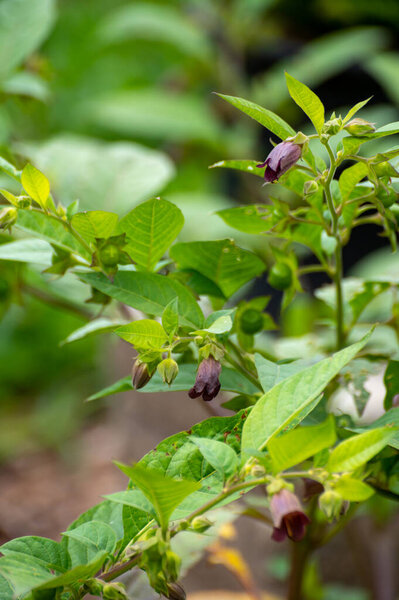 Ботаническая коллекция ядовитых растений и трав, атропа белладонна или белладонна или смертоносное ядовитое растение пасхальной тени
