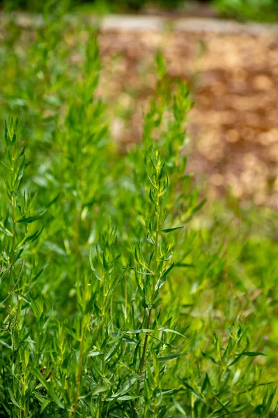Kolekcja Botaniczna Roślin Ziół Kulinarnych Tarragon Artemisia Dracunculus Lub Zielonych — Zdjęcie stockowe