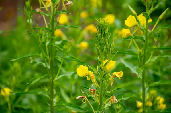 Botanisk Samling Medicinalväxter Och Örter Oenothera Parviflora Eller Nordlig Primula — Stockfoto