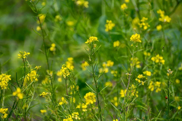 Collection Botanique Plantes Herbes Culinaires Moutarde Jaune Blanche Été — Photo