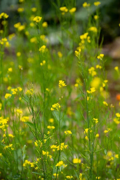 Kolekcja Botaniczna Roślin Ziół Kulinarnych Rośliny Gorczycy Żółtej Lub Białej — Zdjęcie stockowe