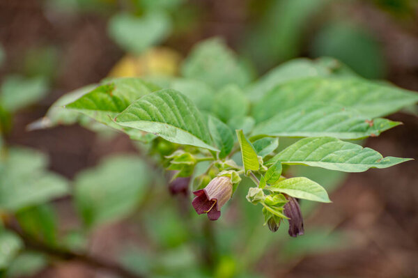 Ботаническая коллекция ядовитых растений и трав, атропа белладонна или белладонна или смертоносное ядовитое растение пасхальной тени
