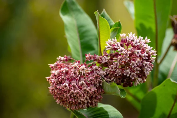 Kolekcja Botaniczna Roślin Kwiatów Przyjaznych Owadom Lub Ozdobnych Asclepias Syriaca — Zdjęcie stockowe