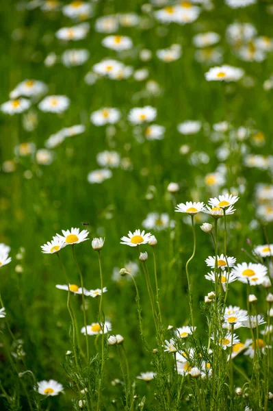 Botanische Sammlung Von Heilpflanzen Chamaemelum Nobile Oder Römische Kamille Englische — Stockfoto