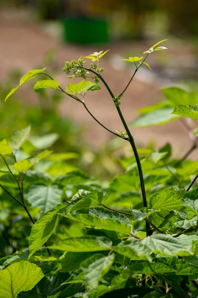 Botanical collection of medicinal plants and herbs, Eleutherococcus senticosus or devil\'s bush, Siberian ginseng, eleuthero endemic plant