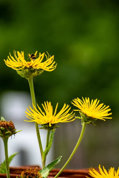 Botanisk Samling Insekts Eller Medicinalväxter Elecampane Inula Helenium Eller Hästläkande — Stockfoto