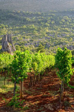 Güney İtalya 'da Lazio' da yaz aylarında kırmızı toprakta yetişen üzüm bağlarındaki üzüm bitkileriyle dolu sıralar.
