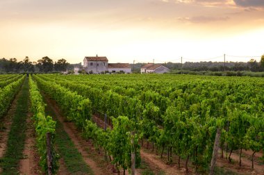 İtalya 'nın güneyindeki Campania' da üzüm bağlarında yeşil üzüm bitkileri olan sıralar.