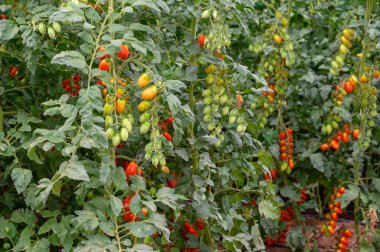 Lazio, İtalya 'da plastik seralarda organik kiraz domatesleri yetiştiriliyor.
