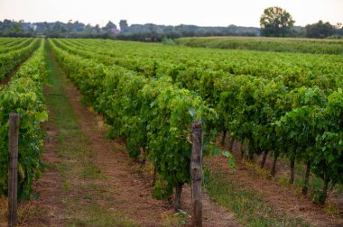 İtalya 'nın güneyindeki Campania' da üzüm bağlarında yeşil üzüm bitkileri olan sıralar.