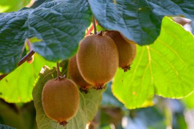 Yeni altın ya da yeşil kivi hasadı, İtalya 'daki meyve bahçesindeki kivi ağacında asılı kıllı meyveler