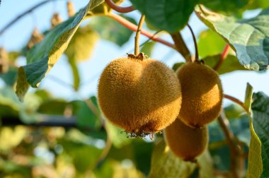 Yeni altın ya da yeşil kivi hasadı, İtalya 'daki meyve bahçesindeki kivi ağacında asılı kıllı meyveler