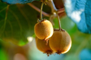 Yeni altın ya da yeşil kivi hasadı, İtalya 'daki meyve bahçesindeki kivi ağacında asılı kıllı meyveler