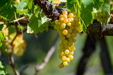 İtalya 'nın güneyinde Campania' da üzüm bağlarında yetişen olgun beyaz üzümler beyaz şarap yapımında kullanılır.