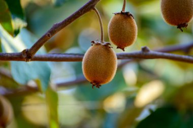Yeni altın ya da yeşil kivi hasadı, İtalya 'daki meyve bahçesindeki kivi ağacında asılı kıllı meyveler