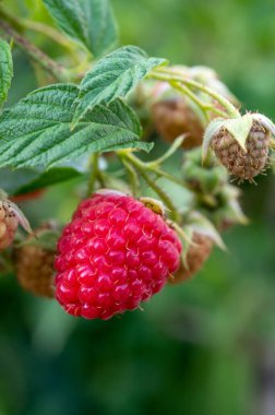 Kırmızı olgun ahududunun yeşil bahçedeki bitki üzerindeki Macro fotoğrafı.