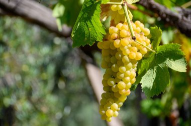 Ripe white grapes growing on vineyards in Campania, South of Italy used for making white wine close up clipart