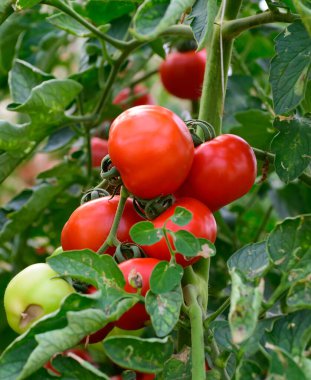 Lazio, İtalya 'da plastik seralarda taze olgun kırmızı organik domateslerin yetiştirilmesi