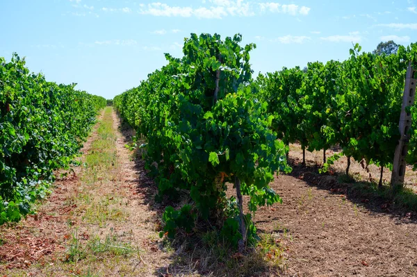 Filas Con Plantas Uva Verde Viñedos Castelli Romani Lazio Italia —  Fotos de Stock