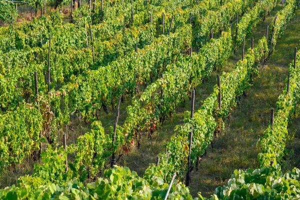 Rijen Met Groene Druivenplanten Wijngaarden Campanië Zuid Italië — Stockfoto