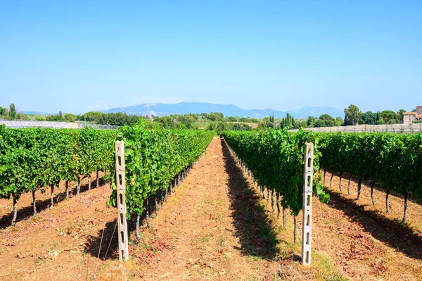 Rijen Met Groene Druiven Wijngaarden Castelli Romani Lazio Italië — Stockfoto