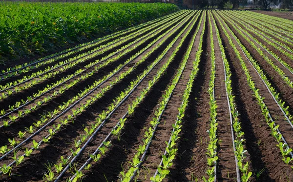 Sistema Irrigação Com Tubos Saladas Verdes Alface Clima Quente Lazio — Fotografia de Stock