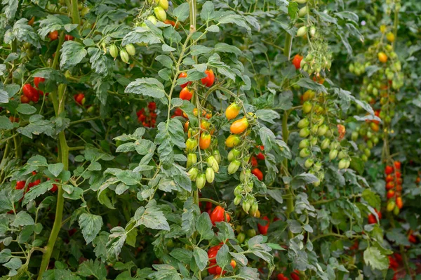 Cultivation of  organic cherry tomatoes plants in plastic greenhouses in Lazio, Italy