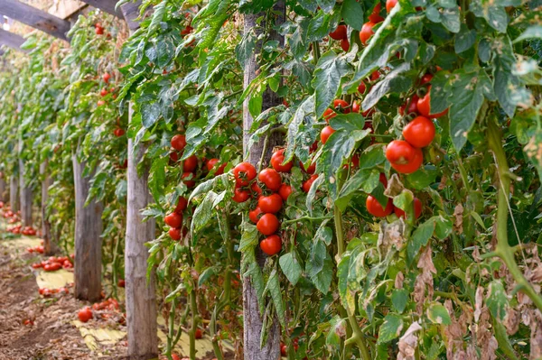 Cultivo Tomates Ecológicos Rojos Maduros Frescos Invernaderos Plástico Lazio Italia —  Fotos de Stock