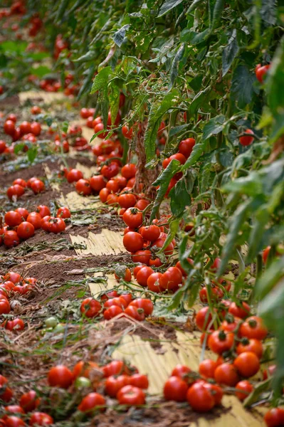 Cultivo Tomates Ecológicos Rojos Maduros Frescos Invernaderos Plástico Lazio Italia —  Fotos de Stock