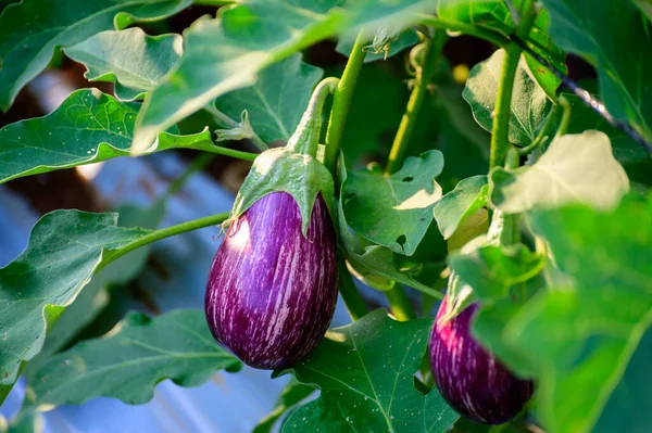 New Harvest Tasty Ripe Purple Eggplants Vegetables Italy — Stock Photo, Image