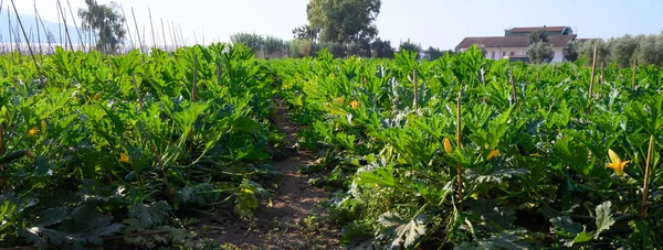 Mezőgazdasági Termelők Szántóföldi Termesztése Ökológiai Zöld Cukkini Cukkini Zöldségek Lazio — Stock Fotó