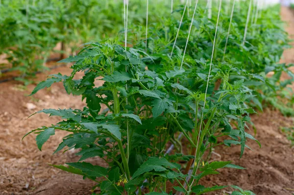 Cultivo Plantas Tomates Orgánicos Invernaderos Plástico Lazio Italia — Foto de Stock