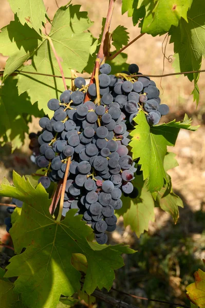 Mogna Röda Druvor Som Växer Vingårdar Kampanien Södra Italien Som — Stockfoto