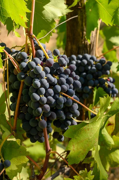 Uvas Tintas Maduras Que Crecen Viñedos Campania Sur Italia Utilizadas — Foto de Stock