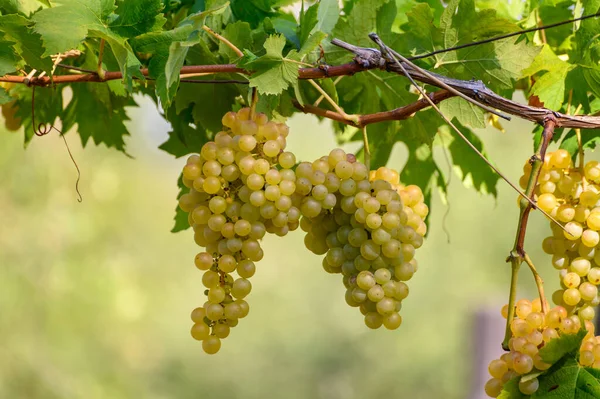 Zralé Bílé Hrozny Rostoucí Vinicích Kampánii Jižní Itálie Používá Pro — Stock fotografie