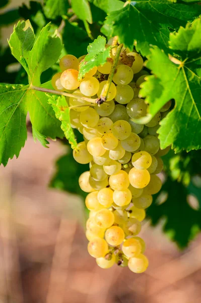 Raisins Blancs Mûrs Poussant Sur Les Vignobles Campanie Dans Sud — Photo