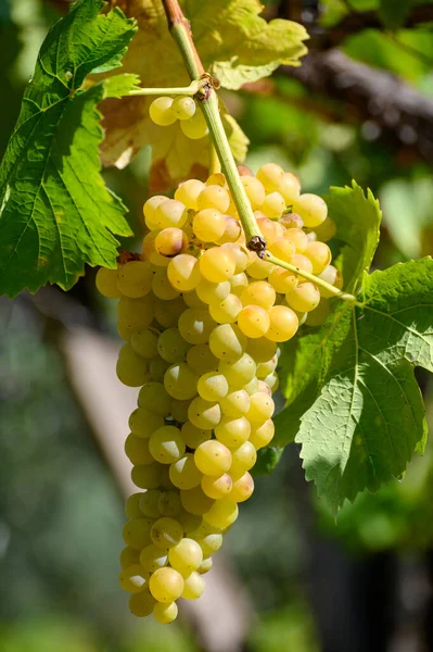 Uvas Brancas Maduras Que Crescem Vinhas Campânia Sul Itália Usadas — Fotografia de Stock