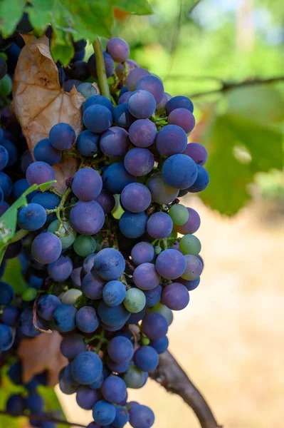 イタリア南部のカンパニアのブドウ畑で栽培されている熟した赤いブドウは 赤ワインを閉じるために使用されます — ストック写真